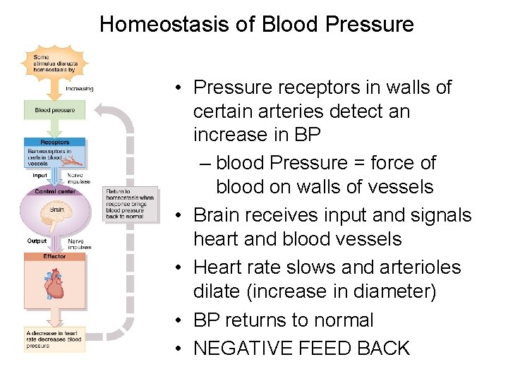 Homeostasis of Blood Pressure • Pressure receptors in walls of certain arteries detect an Homeostasis of Blood Pressure • Pressure receptors in walls of certain arteries detect an