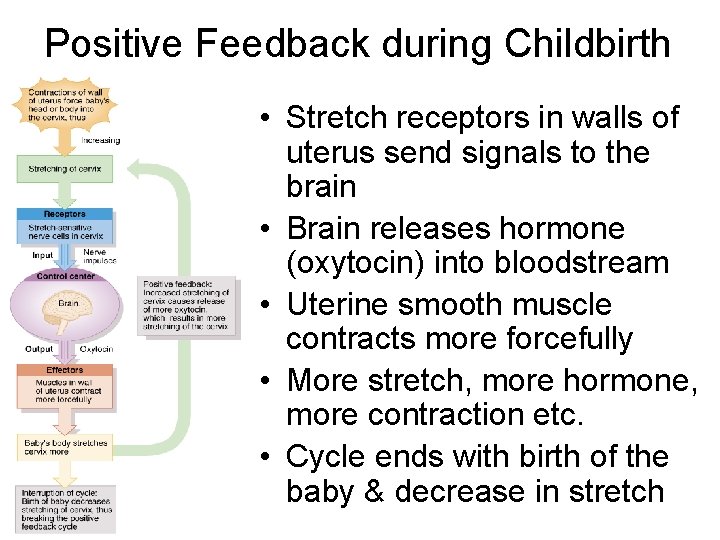 Positive Feedback during Childbirth • Stretch receptors in walls of uterus send signals to Positive Feedback during Childbirth • Stretch receptors in walls of uterus send signals to
