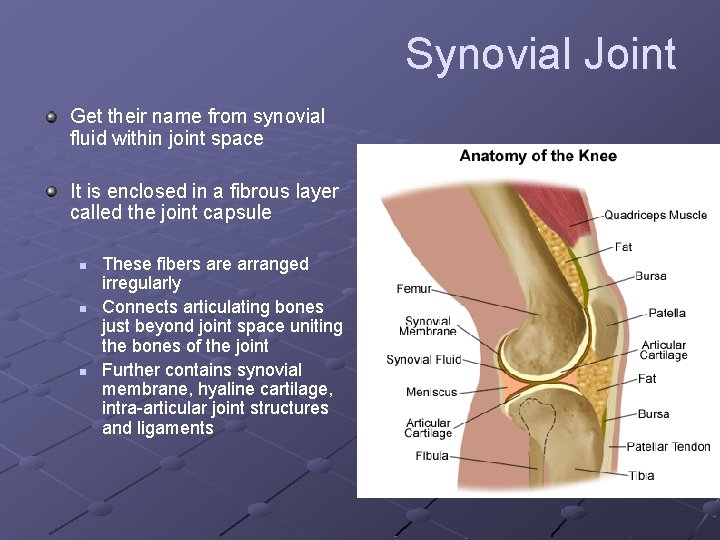 Synovial Joint Get their name from synovial fluid within joint space It is enclosed