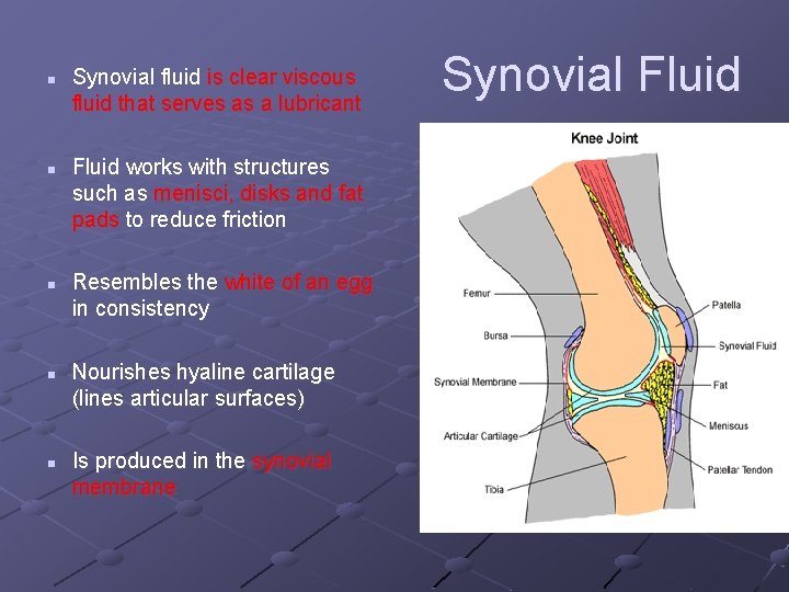 n n n Synovial fluid is clear viscous fluid that serves as a lubricant