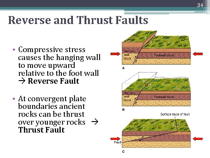 34 Reverse and Thrust Faults • Compressive stress causes the hanging wall to move