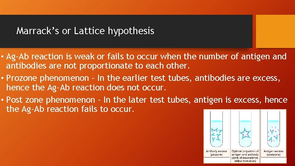 Marrack’s or Lattice hypothesis • Ag-Ab reaction is weak or fails to occur when