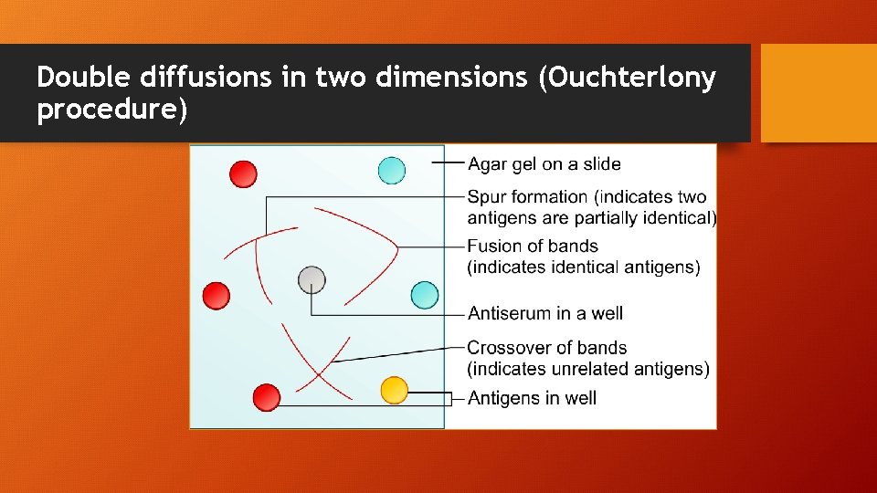 Double diffusions in two dimensions (Ouchterlony procedure) 