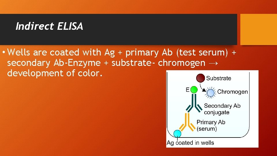 Indirect ELISA • Wells are coated with Ag + primary Ab (test serum) +