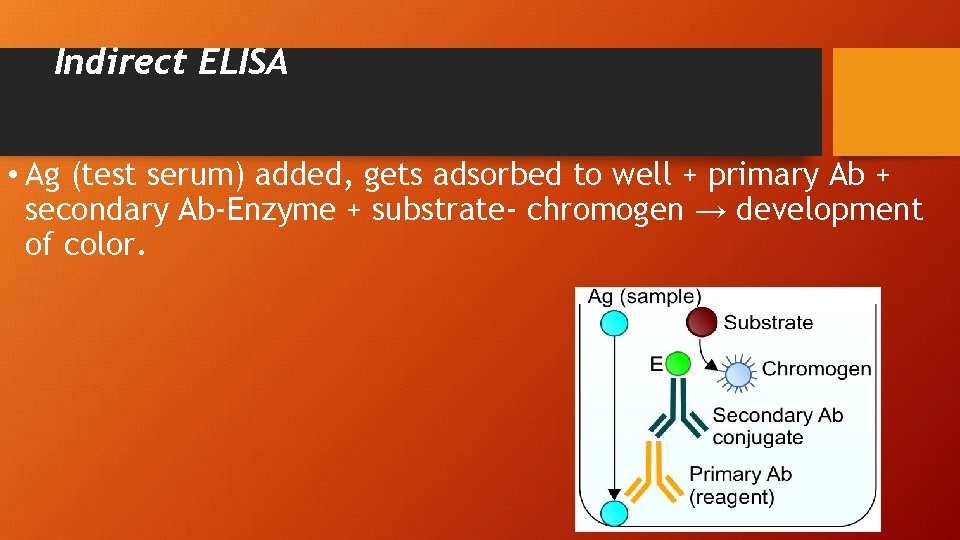 Indirect ELISA • Ag (test serum) added, gets adsorbed to well + primary Ab