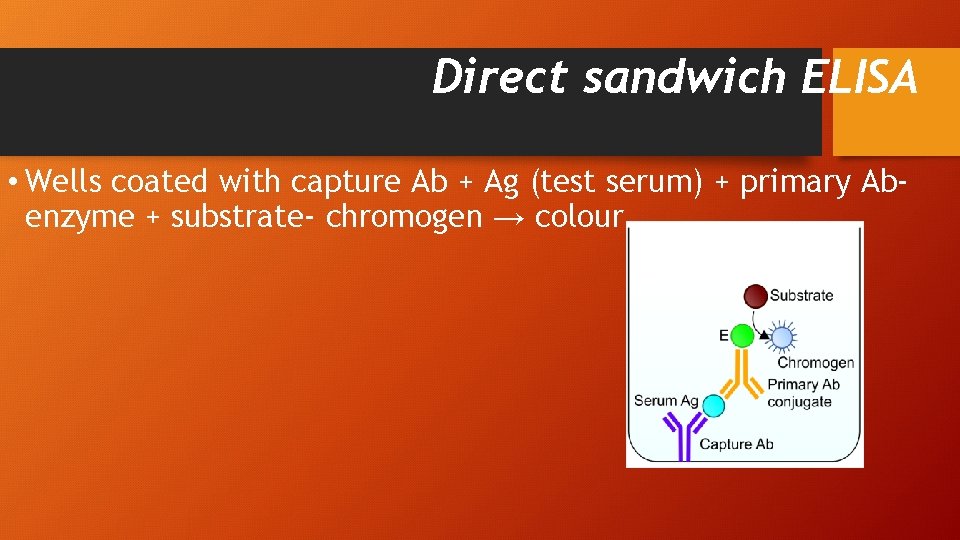 Direct sandwich ELISA • Wells coated with capture Ab + Ag (test serum) +