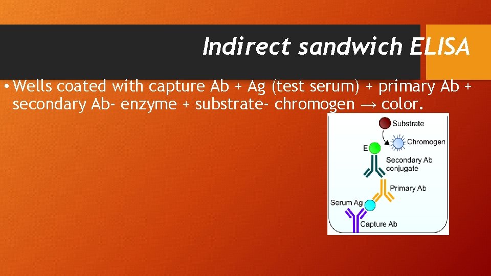 Indirect sandwich ELISA • Wells coated with capture Ab + Ag (test serum) +