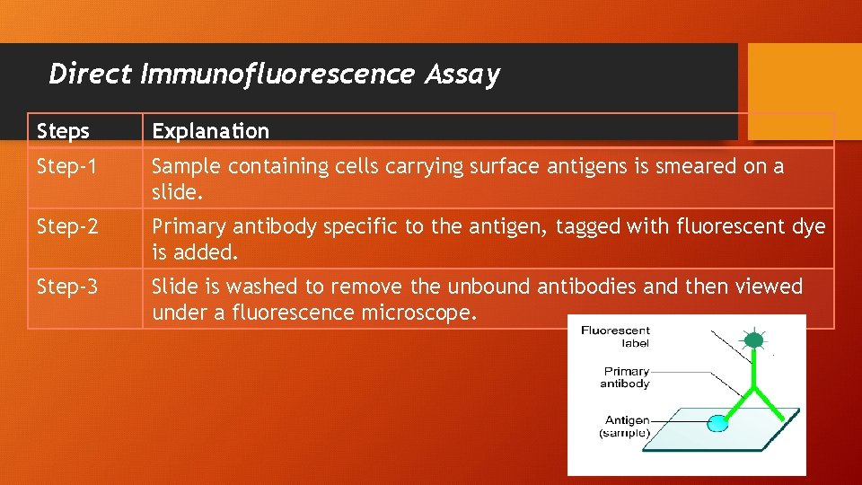 Direct Immunofluorescence Assay Steps Explanation Step-1 Sample containing cells carrying surface antigens is smeared