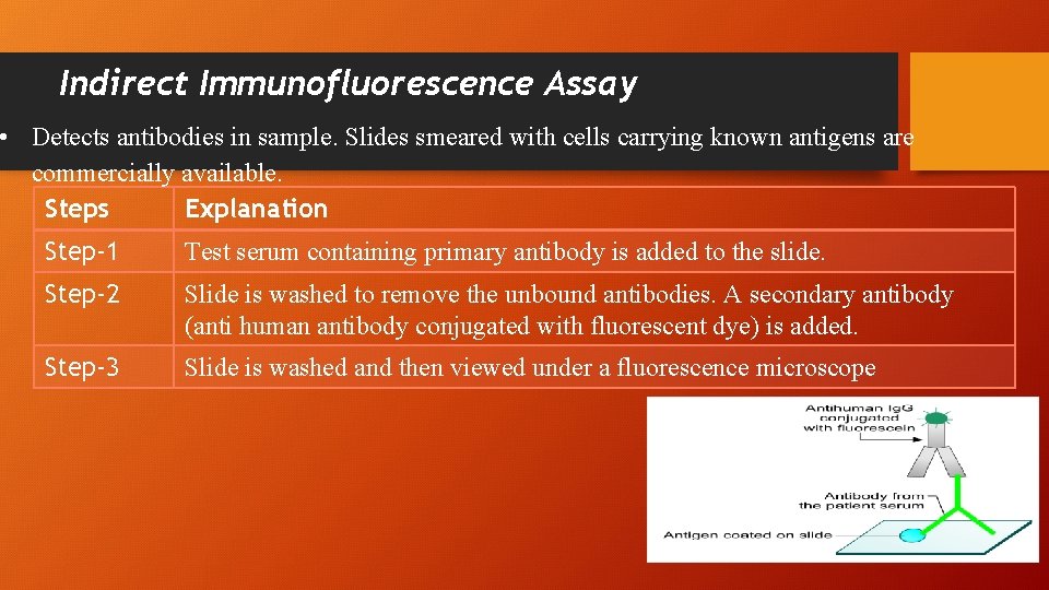 Indirect Immunofluorescence Assay • Detects antibodies in sample. Slides smeared with cells carrying known