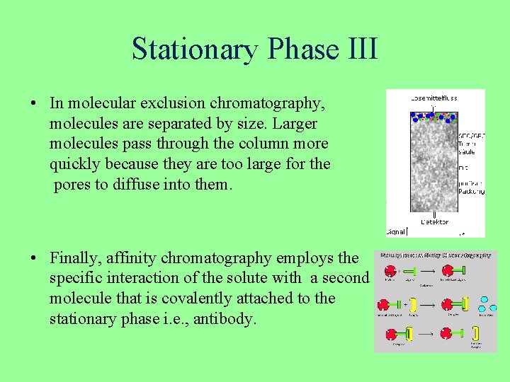 Stationary Phase III • In molecular exclusion chromatography, molecules are separated by size. Larger