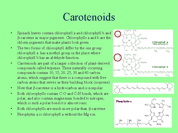 Carotenoids • • Spinach leaves contain chlorophyll a and chlorophyll b and -carotene as