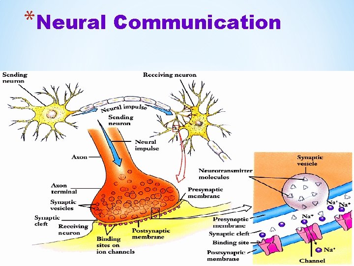 *Neural Communication 
