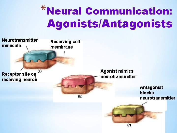 *Neural Communication: Agonists/Antagonists Neurotransmitter molecule Receptor site on receiving neuron Receiving cell membrane Agonist