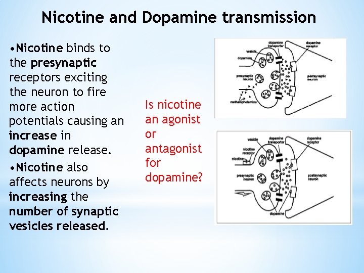 Nicotine and Dopamine transmission • Nicotine binds to the presynaptic receptors exciting the neuron