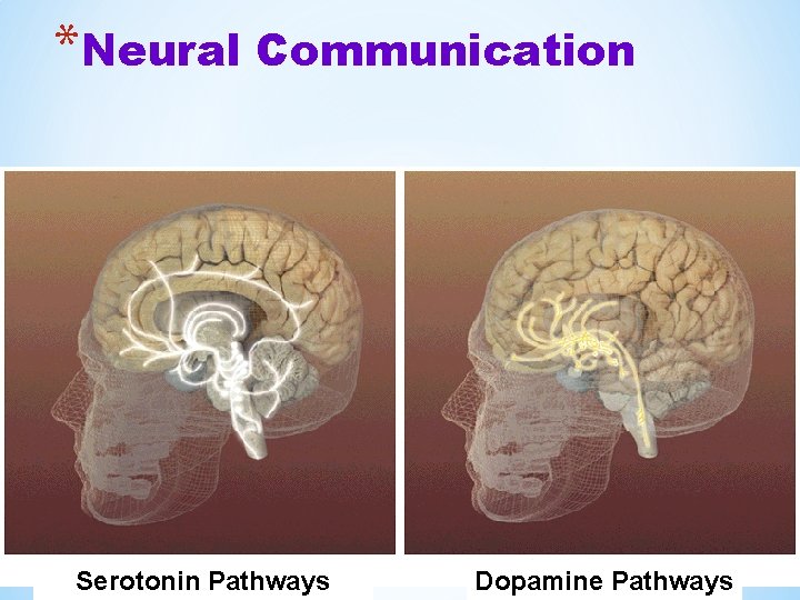 *Neural Communication Serotonin Pathways Dopamine Pathways 