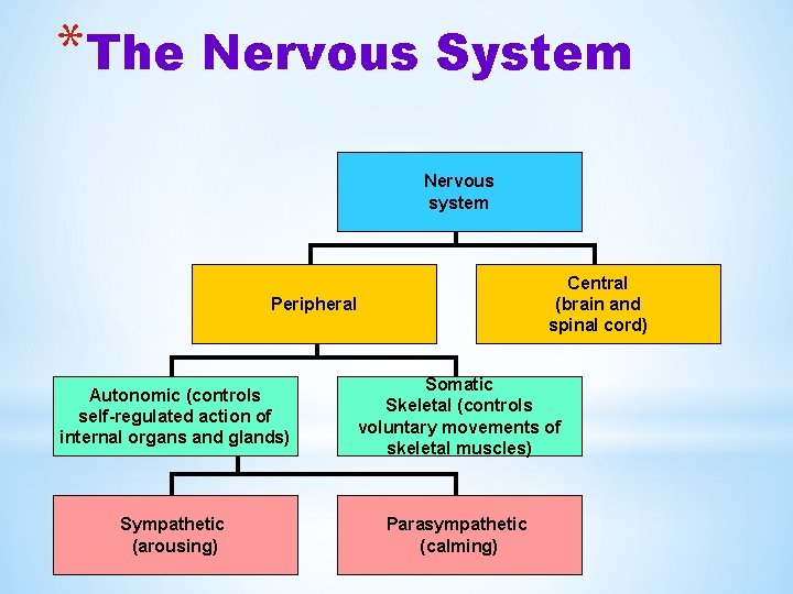 *The Nervous System Nervous system Central (brain and spinal cord) Peripheral Autonomic (controls self-regulated