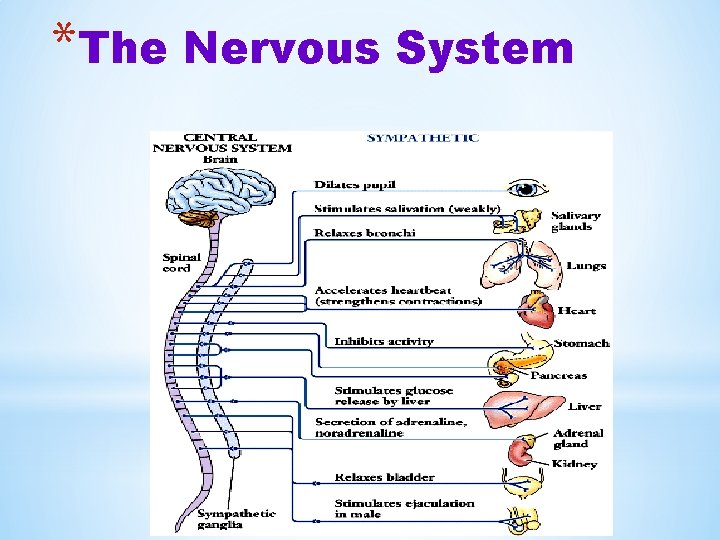 *The Nervous System 