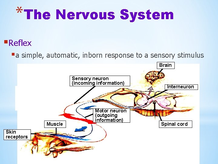 *The Nervous System §Reflex §a simple, automatic, inborn response to a sensory stimulus Brain