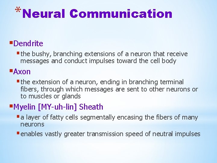 *Neural Communication §Dendrite § the bushy, branching extensions of a neuron that receive messages