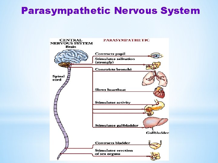 Parasympathetic Nervous System 