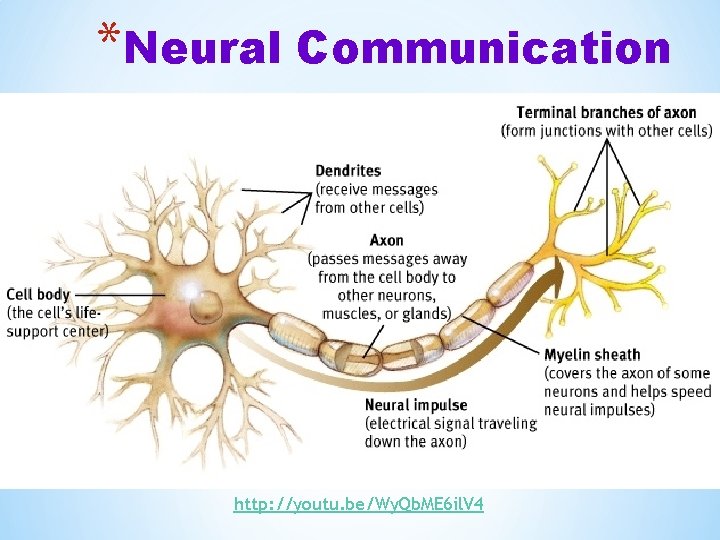 *Neural Communication http: //youtu. be/Wy. Qb. ME 6 il. V 4 