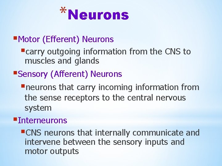 *Neurons §Motor (Efferent) Neurons §carry outgoing information from the CNS to muscles and glands