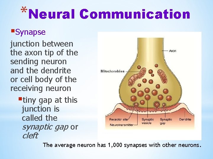 *Neural Communication §Synapse junction between the axon tip of the sending neuron and the