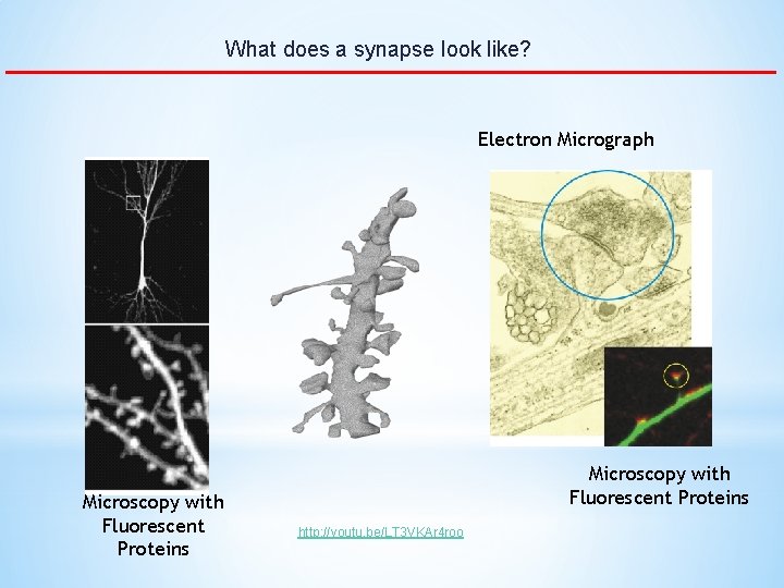 What does a synapse look like? Electron Micrograph Microscopy with Fluorescent Proteins http: //youtu.