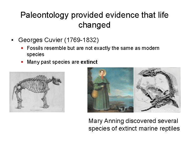 Paleontology provided evidence that life changed • Georges Cuvier (1769 -1832) § Fossils resemble