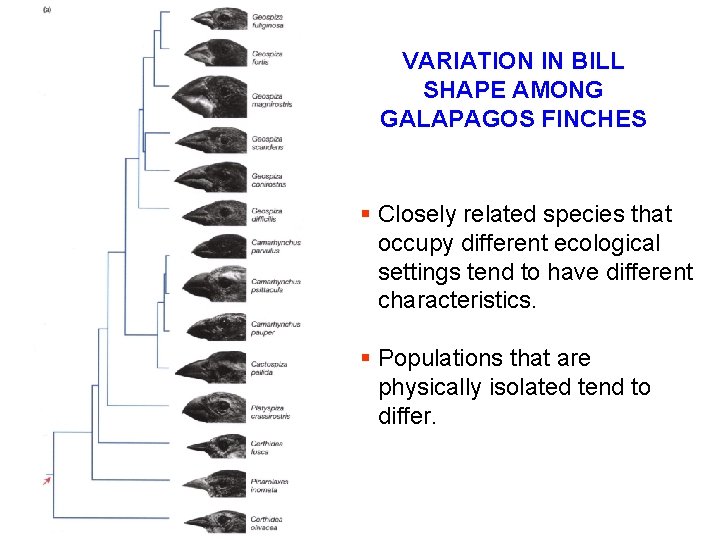 VARIATION IN BILL SHAPE AMONG GALAPAGOS FINCHES § Closely related species that occupy different