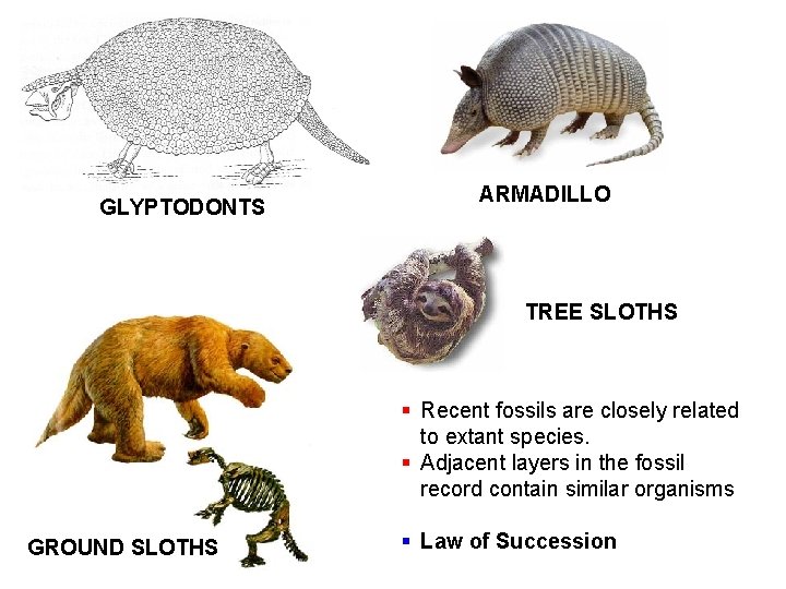 GLYPTODONTS ARMADILLO TREE SLOTHS § Recent fossils are closely related to extant species. §