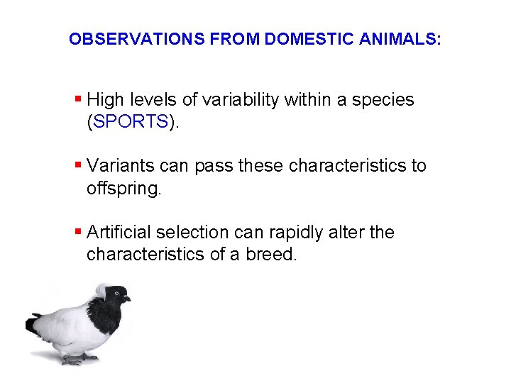 OBSERVATIONS FROM DOMESTIC ANIMALS: § High levels of variability within a species (SPORTS). §