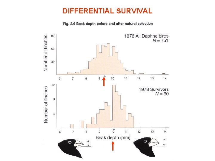 DIFFERENTIAL SURVIVAL 