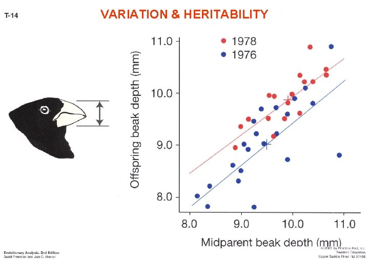 VARIATION & HERITABILITY 