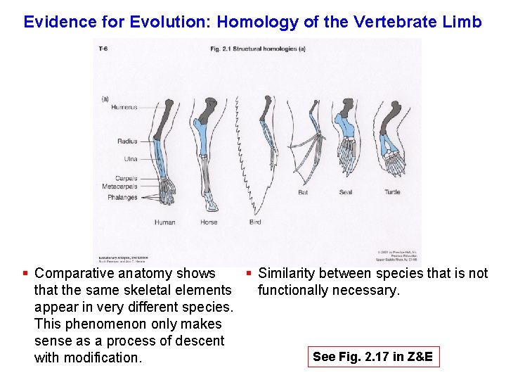 Evidence for Evolution: Homology of the Vertebrate Limb § Comparative anatomy shows § Similarity