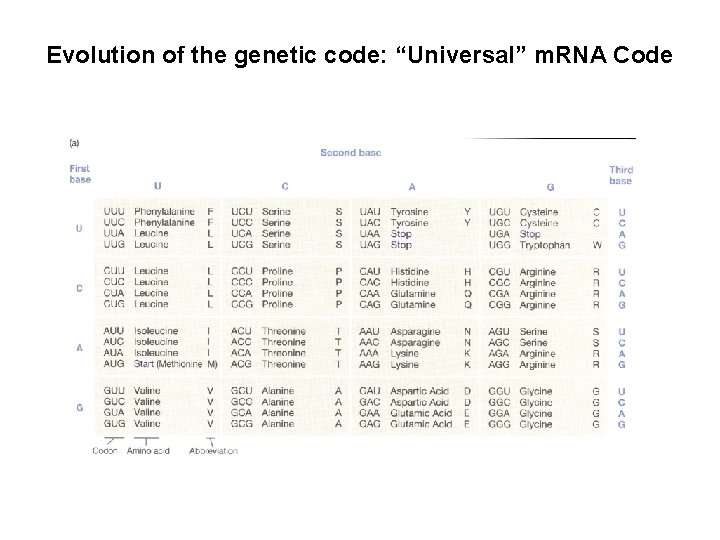 Evolution of the genetic code: “Universal” m. RNA Code 