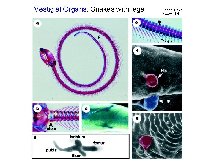 Vestigial Organs: Snakes with legs Cohn & Tickle Nature 1999 