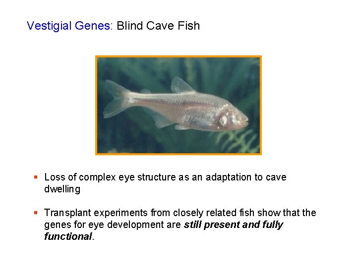 Vestigial Genes: Blind Cave Fish § Loss of complex eye structure as an adaptation