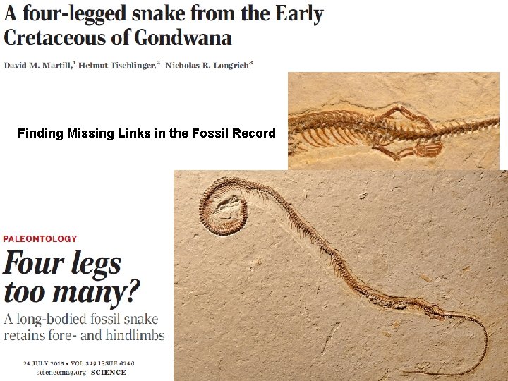 Finding Missing Links in the Fossil Record 