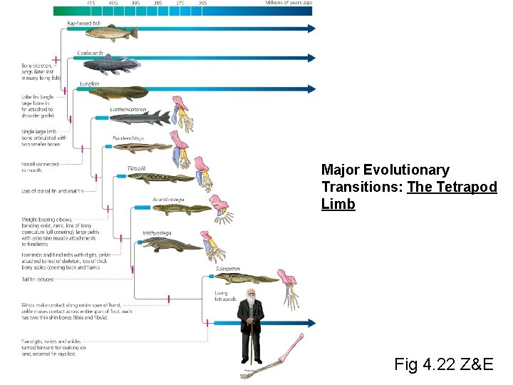 Major Evolutionary Transitions: The Tetrapod Limb Fig 4. 22 Z&E 