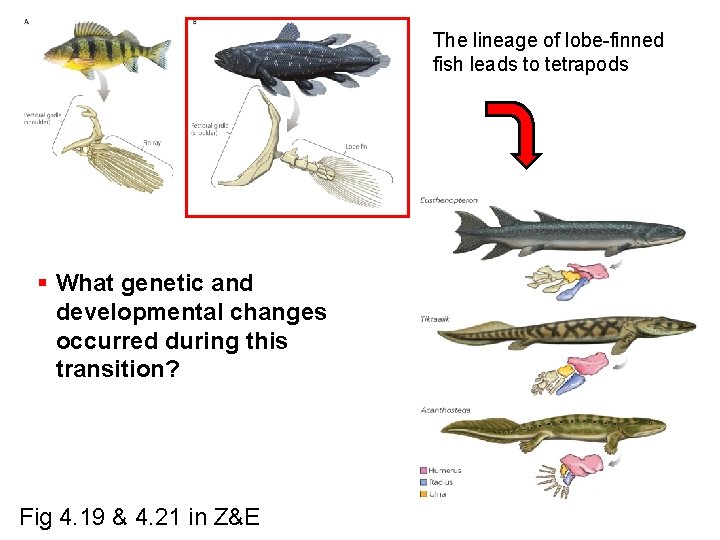 The lineage of lobe-finned fish leads to tetrapods § What genetic and developmental changes