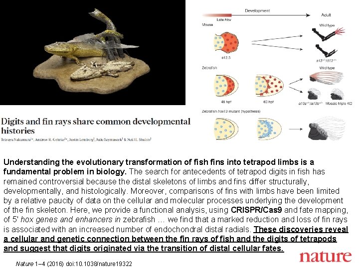 Understanding the evolutionary transformation of fish fins into tetrapod limbs is a fundamental problem