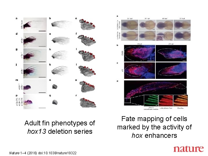 Adult fin phenotypes of hox 13 deletion series Nature 1– 4 (2016) doi: 10.