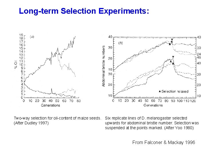 Long-term Selection Experiments: Two-way selection for oil-content of maize seeds. Six replicate lines of