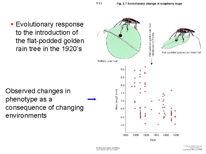 § Evolutionary response to the introduction of the flat-podded golden rain tree in the