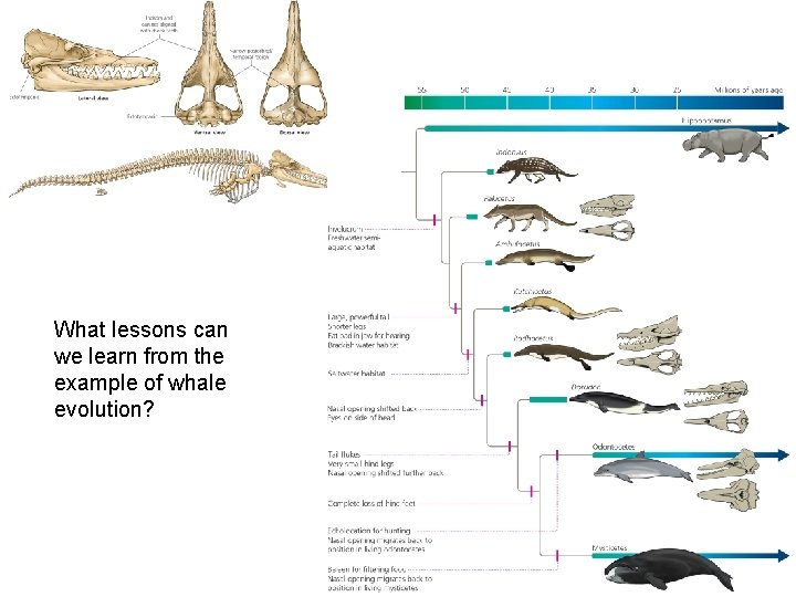 What lessons can we learn from the example of whale evolution? 
