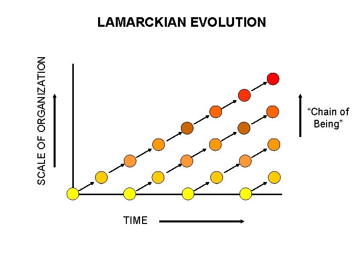 SCALE OF ORGANIZATION LAMARCKIAN EVOLUTION “Chain of Being” TIME 