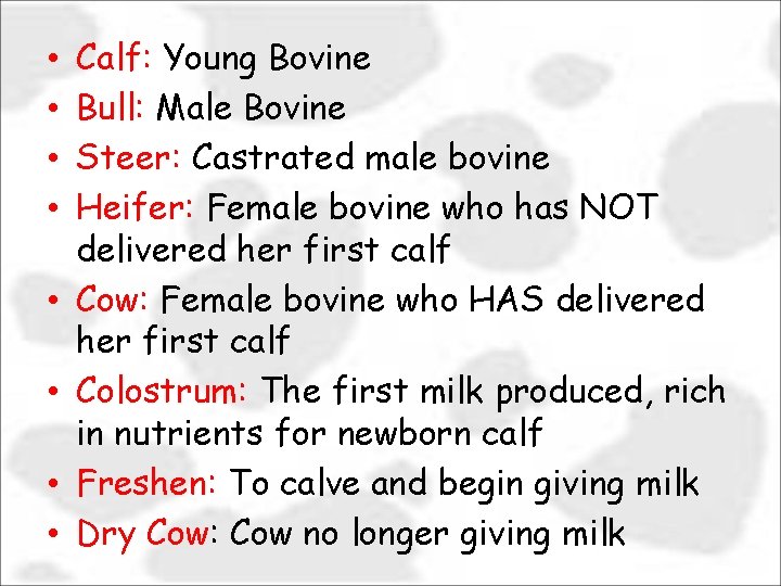  • • Calf: Young Bovine Bull: Male Bovine Steer: Castrated male bovine Heifer: