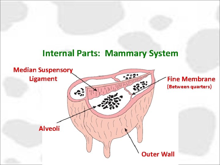 Internal Parts: Mammary System Median Suspensory Ligament Fine Membrane (Between quarters) Alveoli Outer Wall