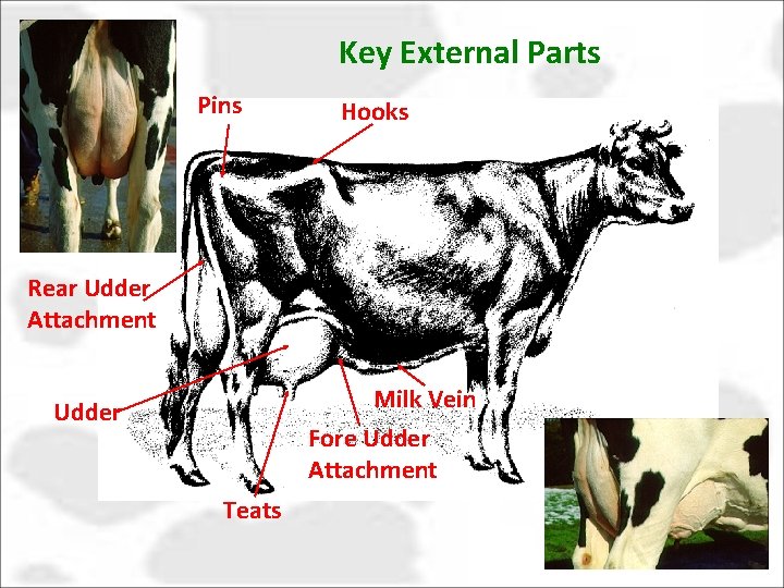 Key External Parts Pins Hooks Rear Udder Attachment Milk Vein Fore Udder Attachment Udder